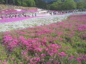 通貨の発祥の地（秩父　羊山　芝桜の丘）